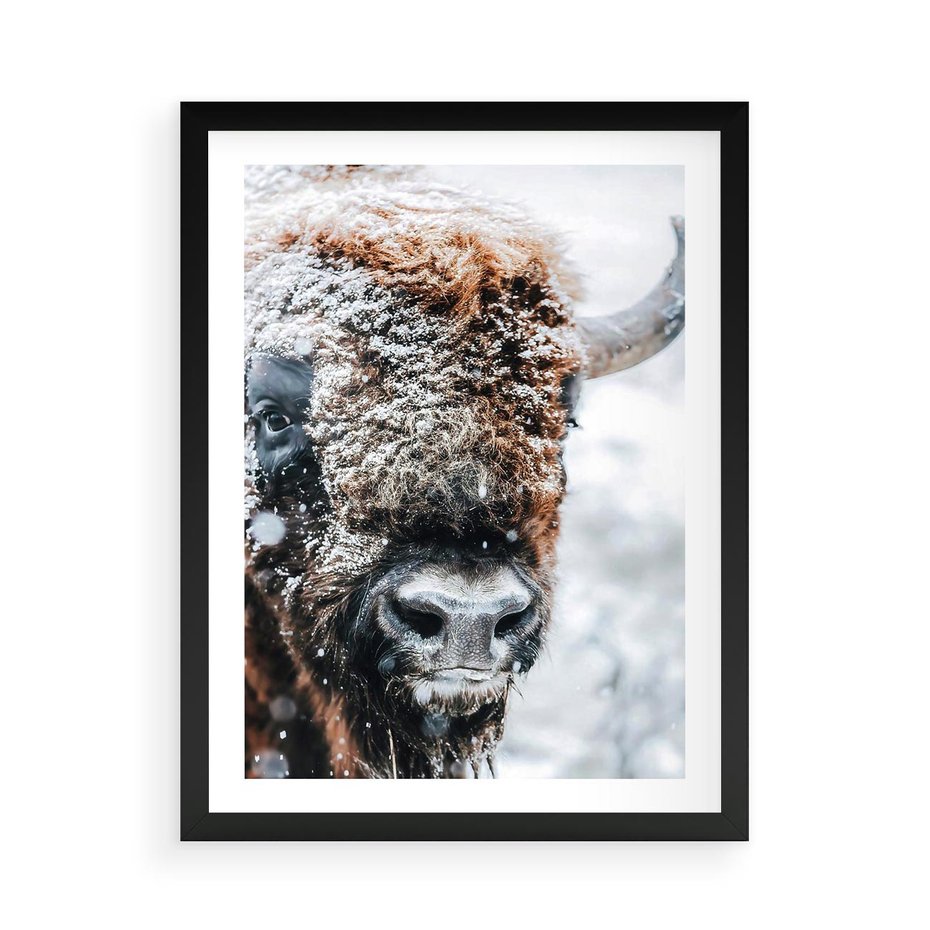 Plakat w ramie 50x70 - Żubr w Krainie Śniegu - żubr, zima - rama czarna