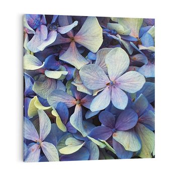 Obraz na płótnie 70x70 - Hortensja - delikatność kwiatów - hortensja, kwiaty