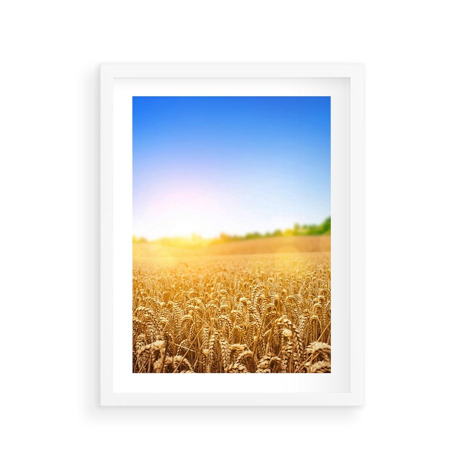 Plakat w ramie 30x40 - Żyzne Pola - pole, pszenicy - rama biała