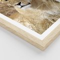 Plakat w ramie 30x40 - Potęga lwów w Afryce - lew, lwica - rama drewno
