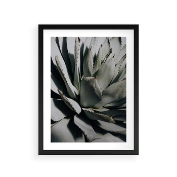 Plakat w ramie 50x70 - Sukulenty wśród kaktusów - sukulenty, kaktusy - rama czarna