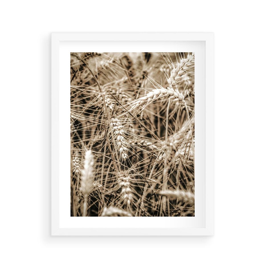 Plakat w ramie 40x50 - Zbliżenie na Kłosy Zboża - zboża, kłosy zboża - rama biała