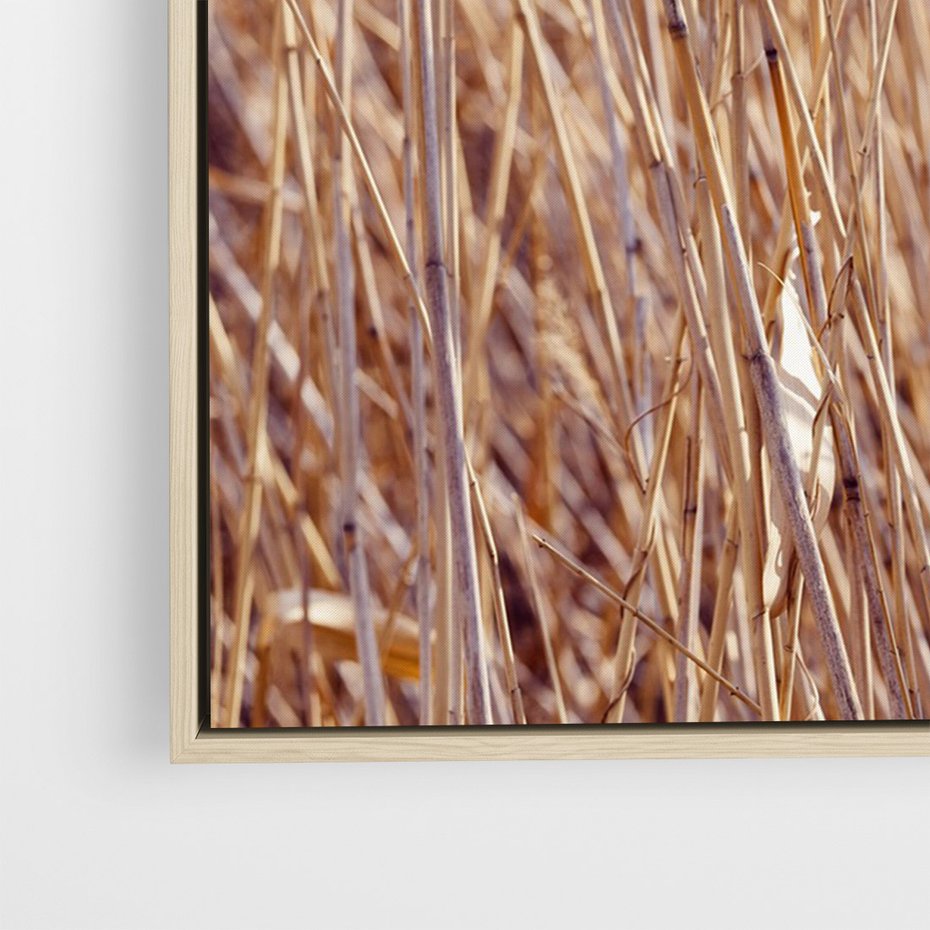 Obraz w ramie 80x120 - Mistrzowskie suche trawy - suche, trawy - rama drewno
