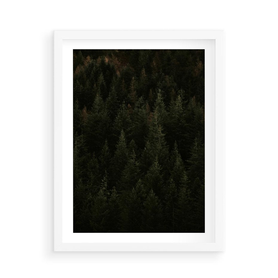 Plakat w ramie 50x70 - Ciemny las iglasty - las, iglasty - rama biała