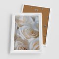 Plakat w ramie 50x70 - Białe róże piękności - białe, róże - rama biała