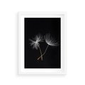 Plakat w ramie 30x40 - Delikatność Wiatru - dmuchawce, makro - rama biała