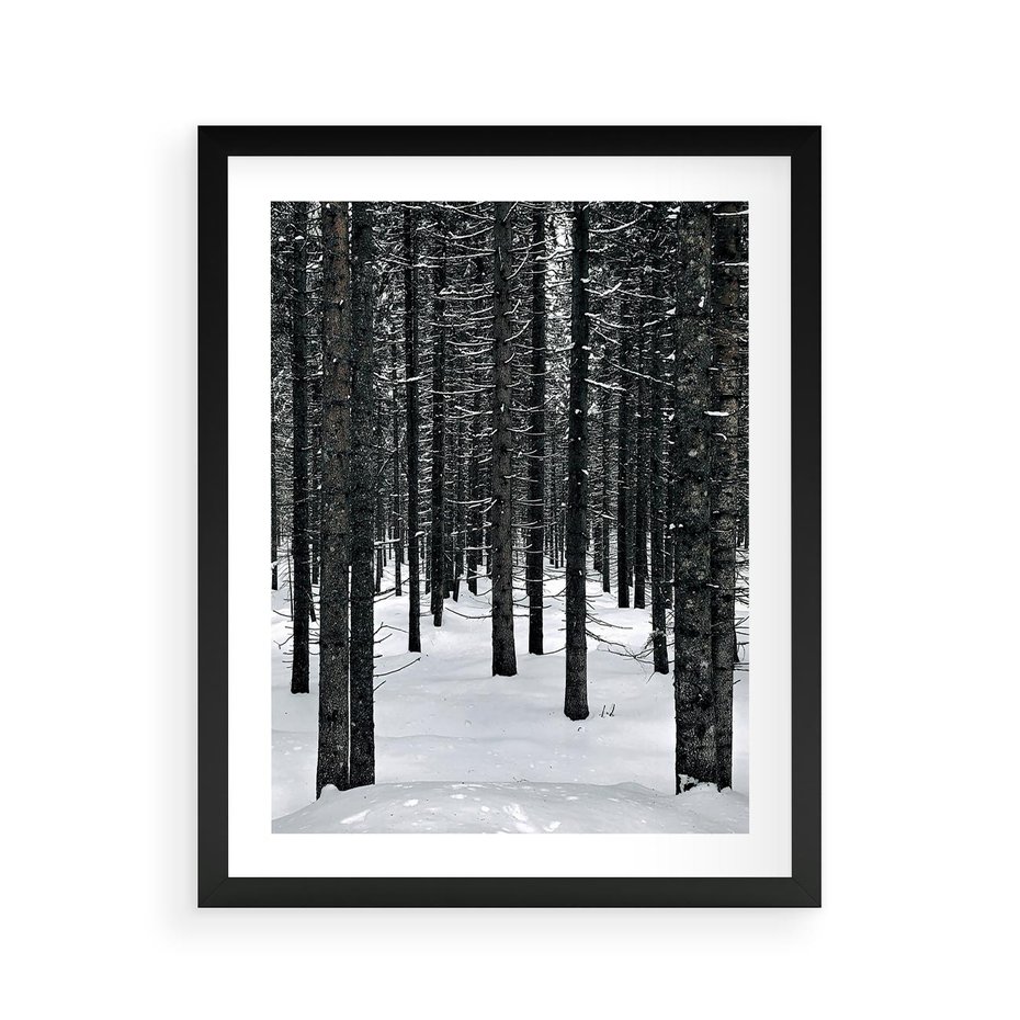 Plakat w ramie 40x50 - Zimowe Drzewa: Śnieg na Pniach - drzew w zimi, pnie drzew - rama czarna