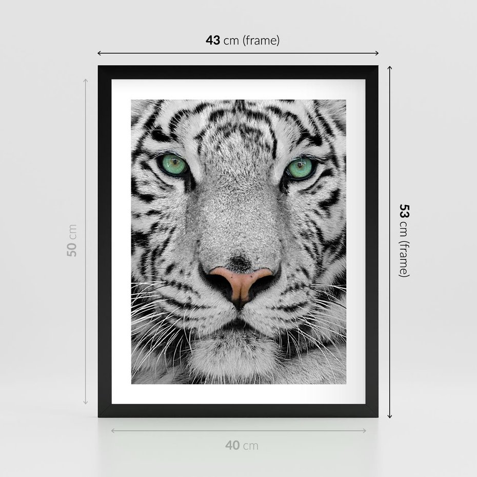 Plakat w ramie 40x50 - Magia Białego Tygrysa - biały, tygrys - rama czarna