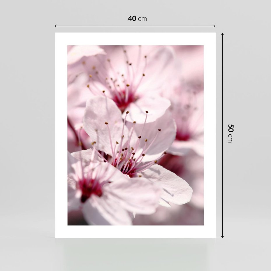 Plakat bez ramy 40x50 - Kwitnąca Wiśnia - kwiaty, kwitnąca