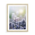 Plakat w ramie 50x70 - Delikatna Uroda Natury - wrzosy, fiolet - rama drewno