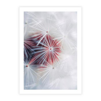 Plakat bez ramy 40x50 - Minimalistyczna Delikatność - zbliżenie, dmuchawce