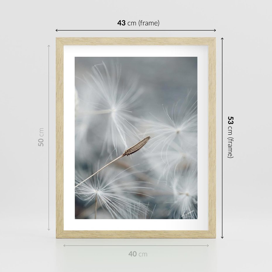 Plakat w ramie 40x50 - Piękno w Delikatności - dmuchawiec, makro zdjęcie - rama drewno