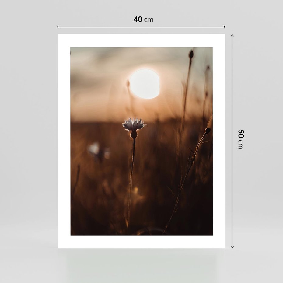 Plakat bez ramy 40x50 - Spokój łąki pod zachodem słońca - zachód, słońca