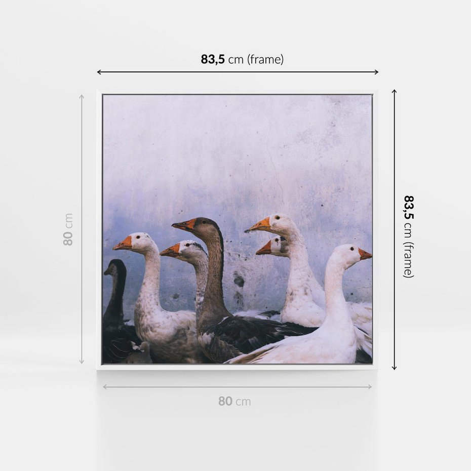 Obraz w ramie 80x80 - Spotkanie Wśród Piór - uchwycony moment, fotografia - rama biała