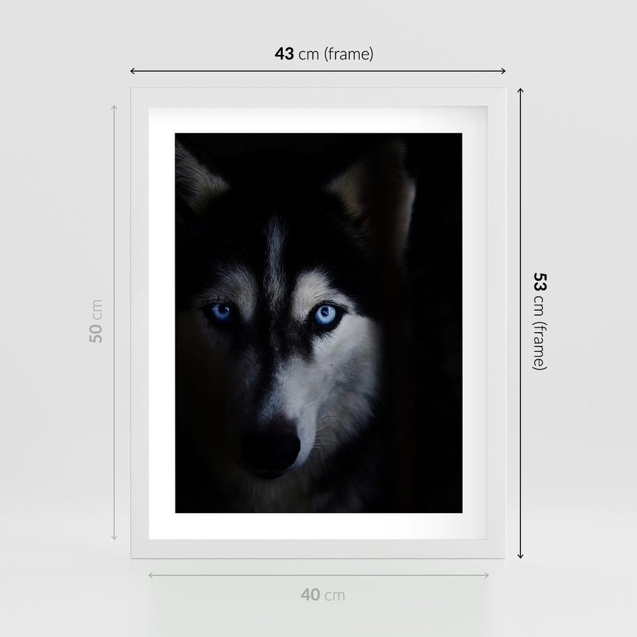 Plakat w ramie 40x50 - Wilk i husky: siła przyjaźni - wilk, husky - rama biała