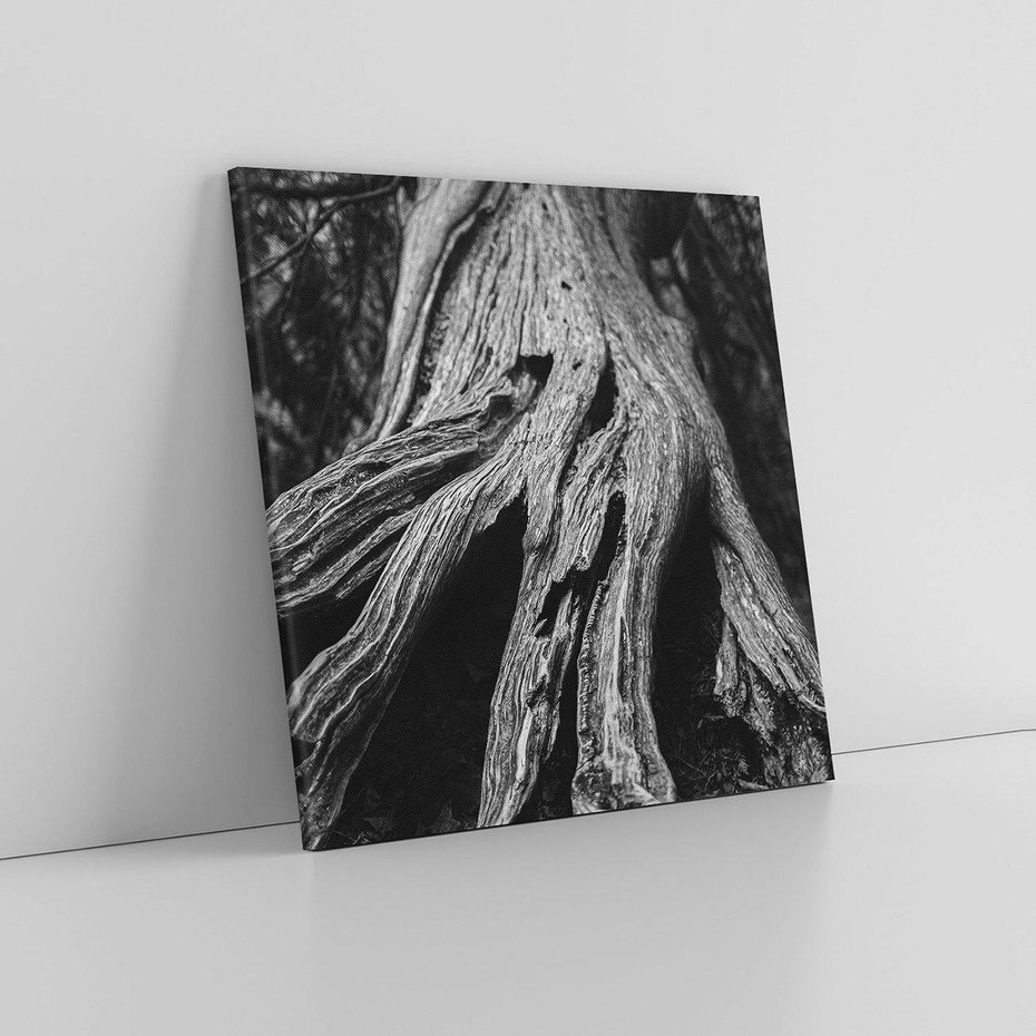 Obraz na płótnie 80x80 - Siła Natury - czarno biała fotografia, korzenie wielkiego drzewa