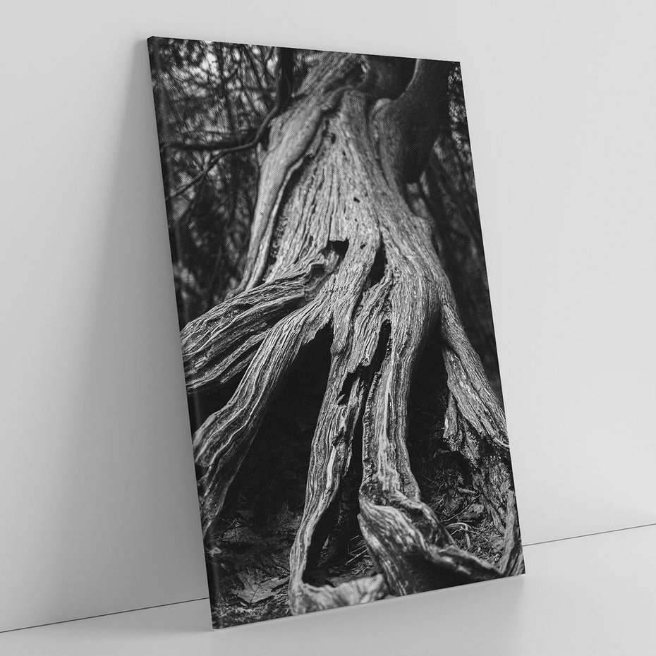 Obraz na płótnie 50x70 - Siła Natury - czarno biała fotografia, korzenie wielkiego drzewa