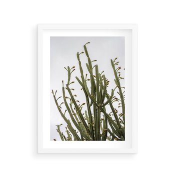 Plakat w ramie 30x40 - Ekskluzywna Roślinność - kaktusy, liście - rama biała