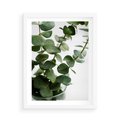 Plakat w ramie 50x70 - Zielone eukaliptusy - eukaliptus, liście - rama biała
