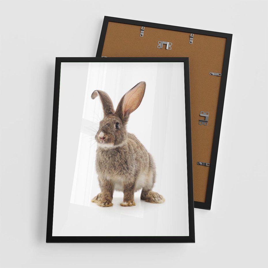 Plakat w ramie 50x70 - Delikatna Zwierzęca Uroda - królik, zwierzę - rama czarna