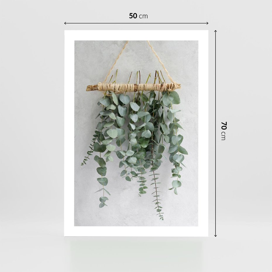 Plakat bez ramy 50x70 - Uwodzicielska zieleń eukaliptusa - eukaliptus, zielone