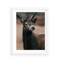 Plakat w ramie 40x50 - Spokojny jeleń - jeleń, las - rama biała