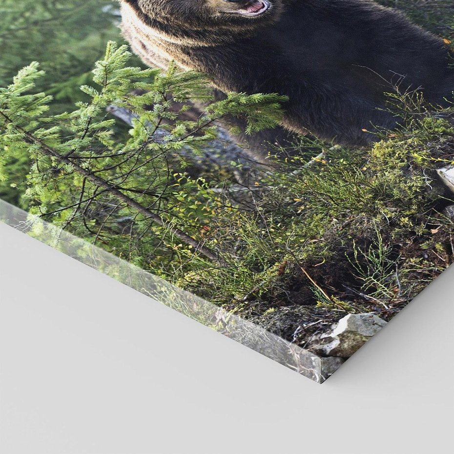 Obraz na płótnie 40x40 - Spotkanie z Niedźwiedziem w Lesie - niedźwiedź, las