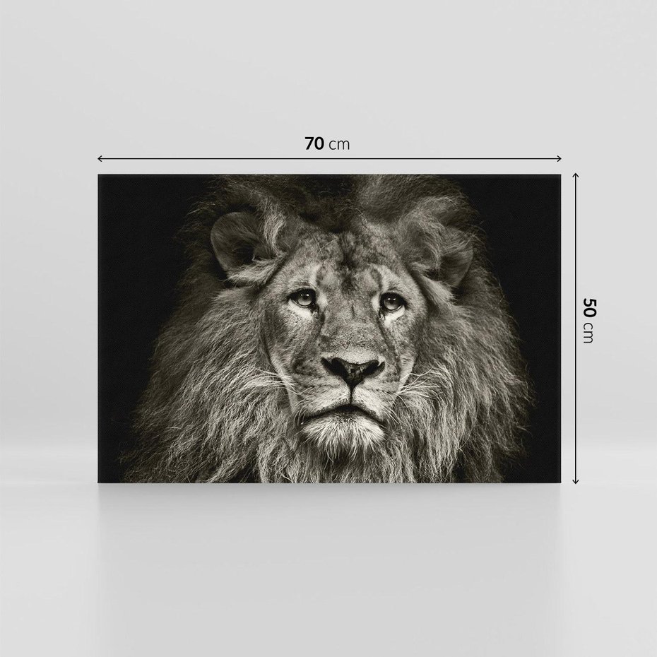 Obraz na płótnie 70x50 - Moc lewego spojrzenia - lew, czarno