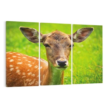 Obraz na płótnie 120x80 - Sarna na łące - sarna, zwierzę