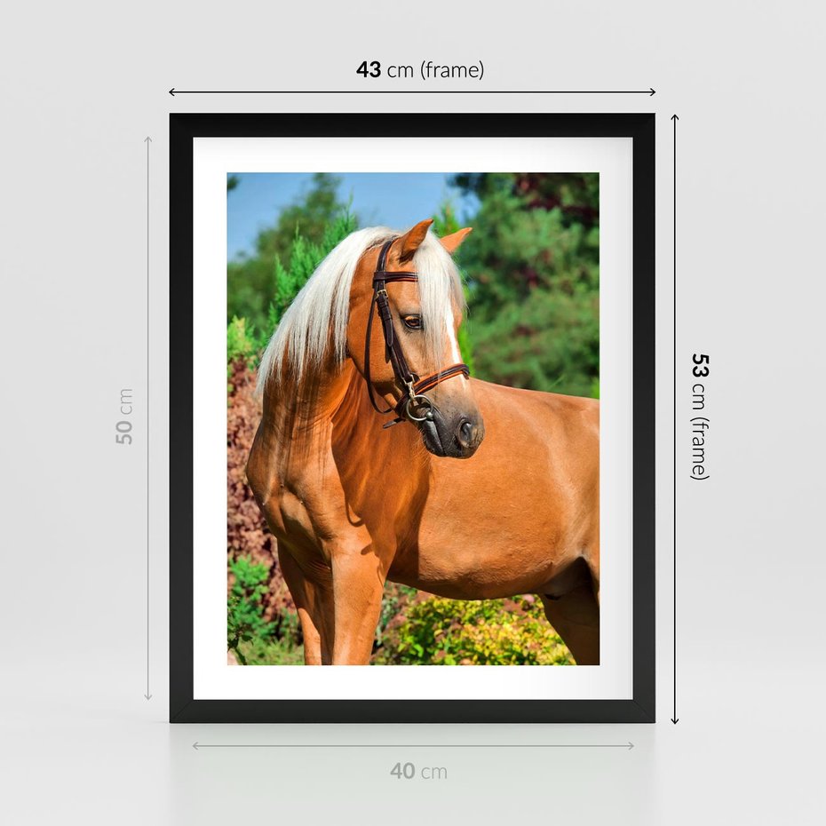 Plakat w ramie 40x50 - Elegancki wierzchowiec - koń, portret - rama czarna