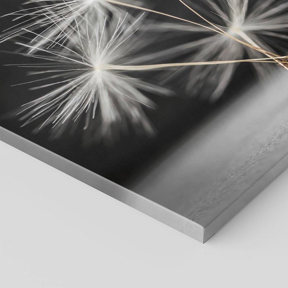 Obraz na płótnie 80x80 - Delikatność dmuchawców zbliżenie - dmuchawce, zbliżenie