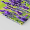 Obraz na płótnie 50x50 - Lawenda w naturze - lawenda, kwiaty