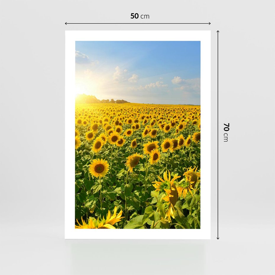 Plakat bez ramy 50x70 - Idylla na łące słoneczników - łąka, słoneczniki