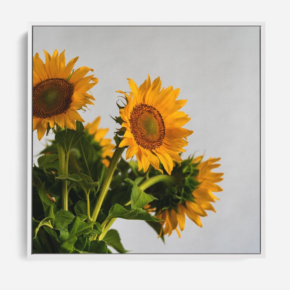Obraz w ramie 80x80 - Słoneczna Radość - fotografia, żółte słoneczniki - rama biała