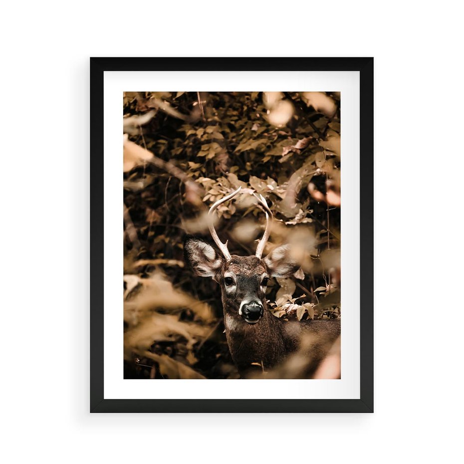 Plakat w ramie 40x50 - Jesienny Jeleń w Lesie - jeleń, w lesie - rama czarna