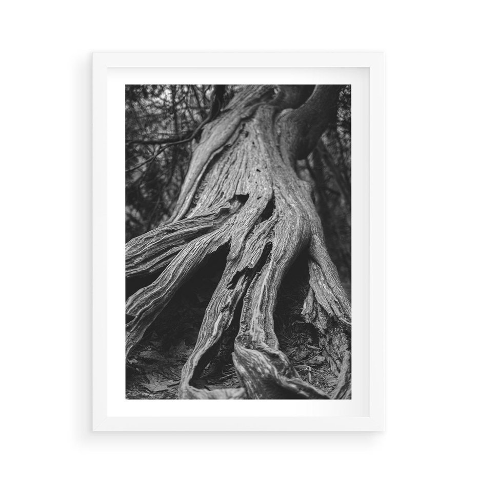 Plakat w ramie 50x70 - Siła Natury - czarno biała fotografia, korzenie wielkiego drzewa - rama biała