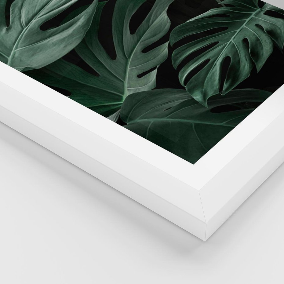 Plakat w ramie 40x50 - Zielone Liście Monstery w Dżungli - zielone liście monstery, dżungla - rama biała