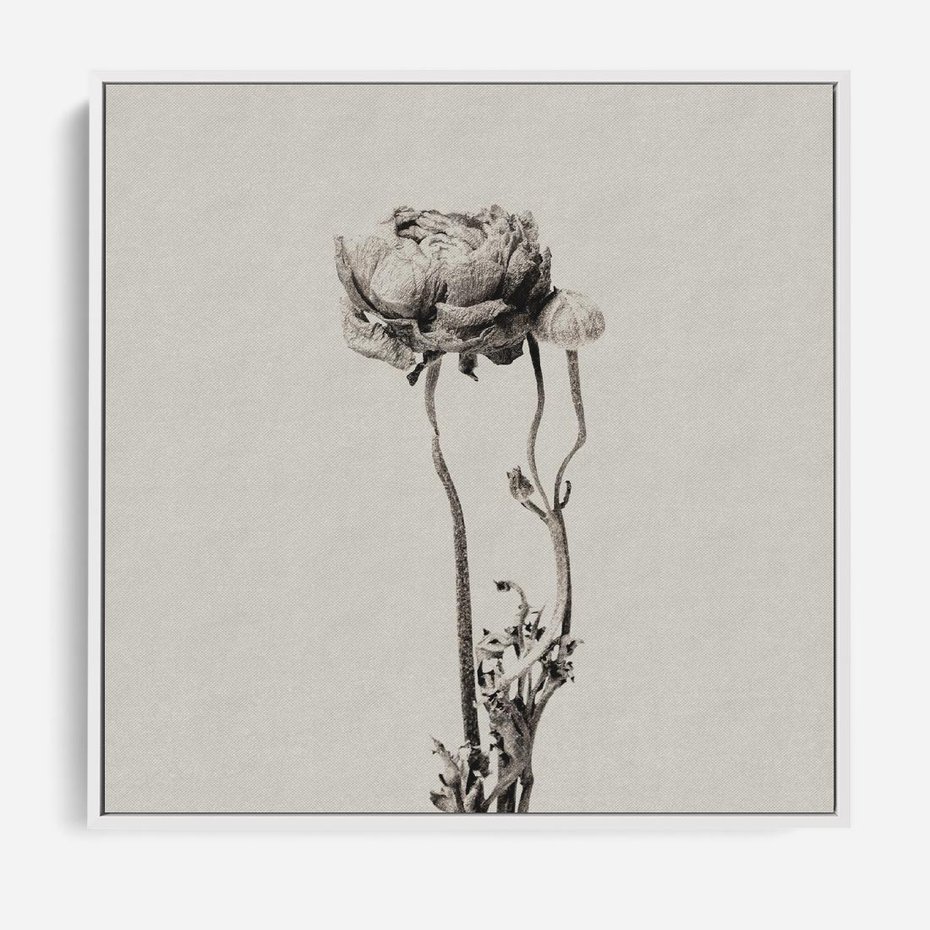 Obraz w ramie 50x50 - Cień Kwiatowej Delikatności - kwiat, cień - rama biała