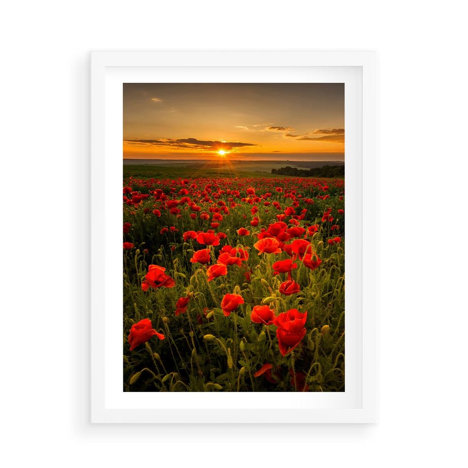 Plakat w ramie 50x70 - Maki przy zachodzie słońca - maki, zachód - rama biała