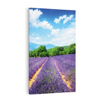 Obraz na płótnie 80x120 - Prowansalska Lawenda - lawenda, prowansja