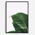 Obraz w ramie 50x70 - Zielone liście monstery - liście, monstera - rama czarna
