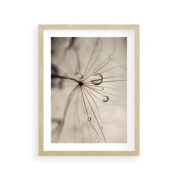 Plakat w ramie 40x50 - Makro Uroda: Kropla na Dmuchawcu - zbliżenie makro, kropla wody na ziarenku dmuchawca - rama drewno