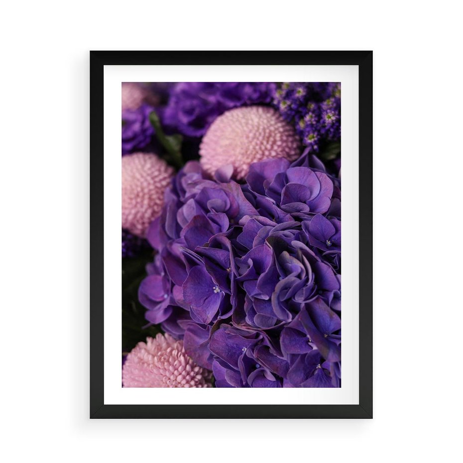 Plakat w ramie 50x70 - Fioletowa hortensja - kwiaty, hortensja - rama czarna