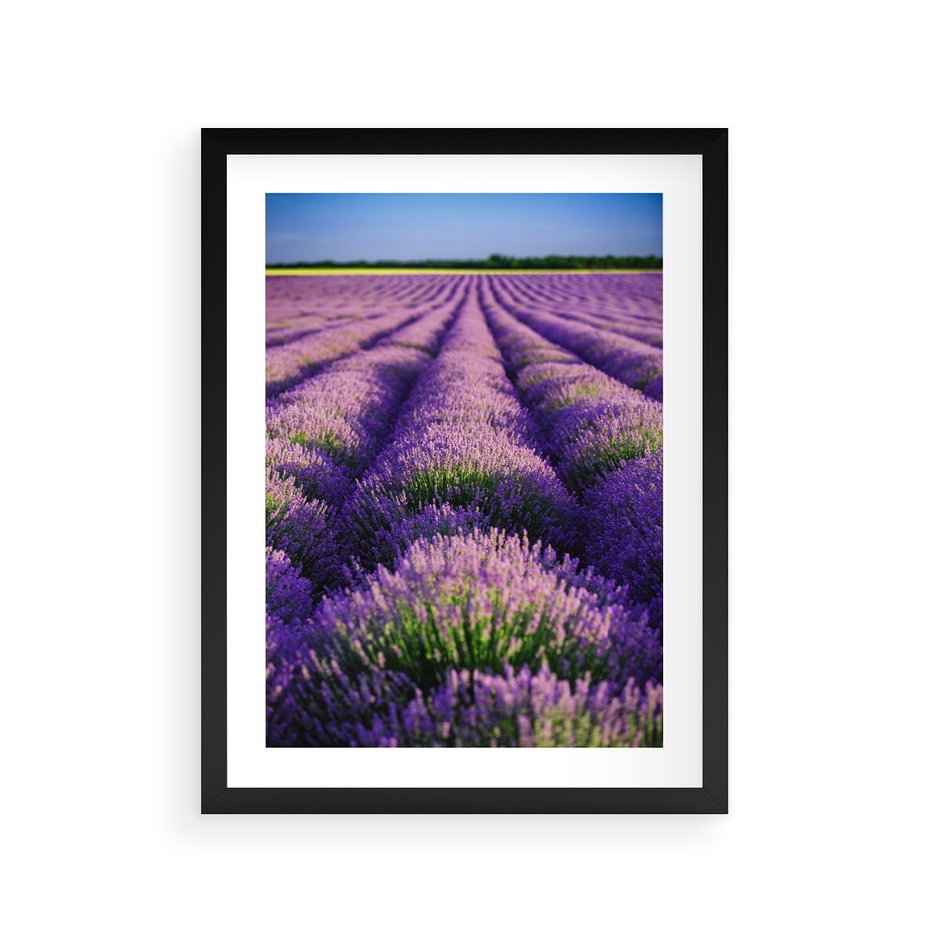 Plakat w ramie 30x40 - Malownicze Pole Lawendy - lawenda, pole - rama czarna
