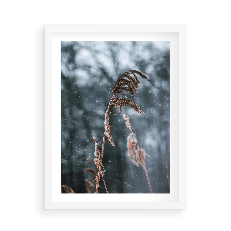 Plakat w ramie 50x70 - Zima na Łonie Natury - sucha wysoka trawa, w zimie - rama biała
