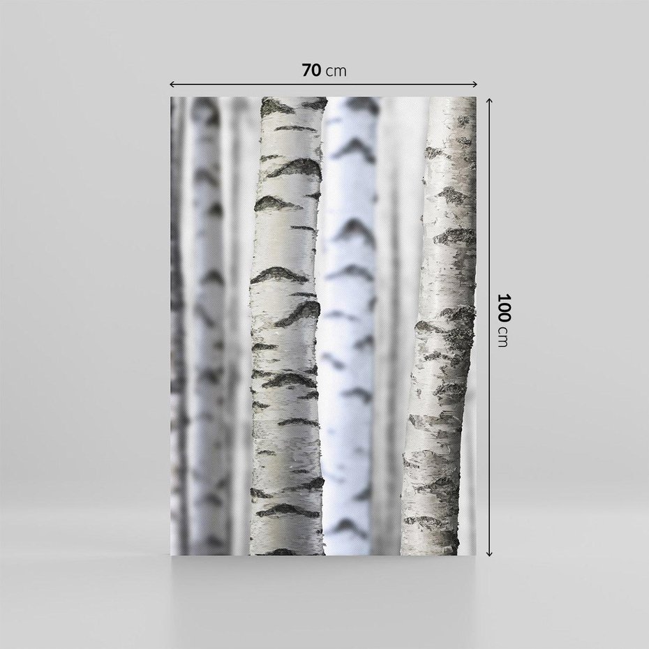 Obraz na płótnie 70x100 - Delikatność brzóz - brzozy, las