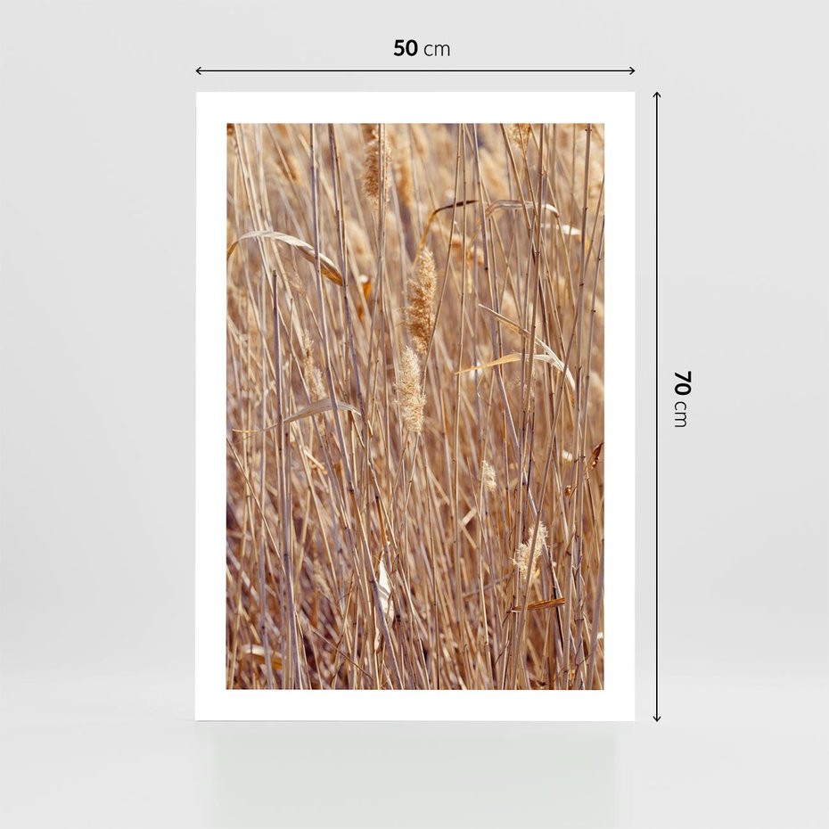 Plakat bez ramy 50x70 - Mistrzowskie suche trawy - suche, trawy