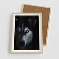 Plakat w ramie 50x70 - Wilk i husky: siła przyjaźni - wilk, husky - rama drewno