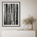 Plakat bez ramy 30x40 - Kontrast Monochromatyczny - brzozy, czarno