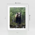 Plakat w ramie 40x50 - Spotkanie z Niedźwiedziem w Lesie - niedźwiedź, las - rama biała